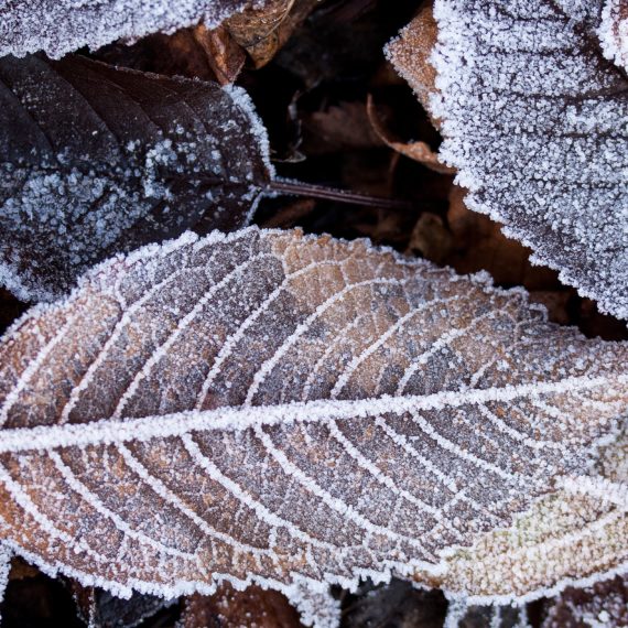 Mindfulness 12, un regalo di buon anno