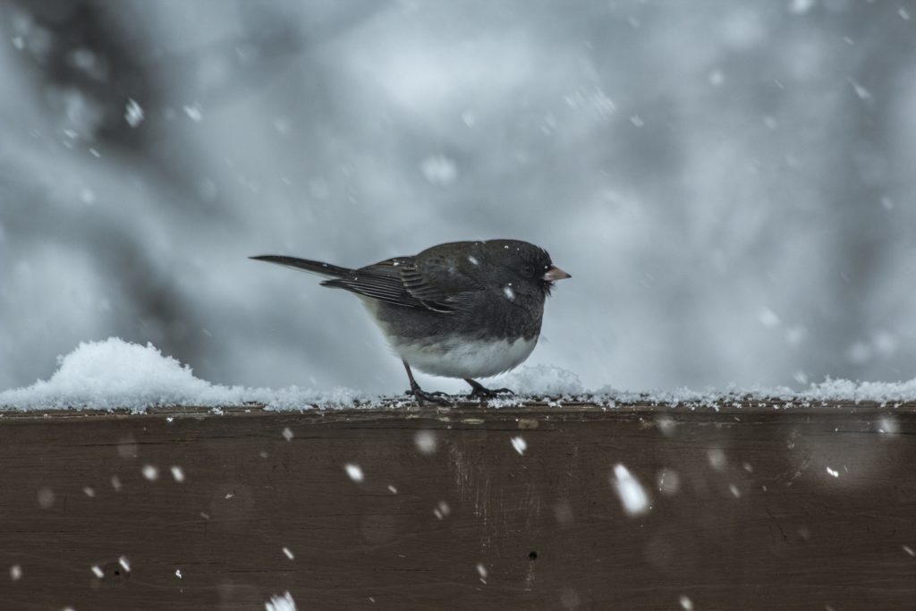 neve, passero