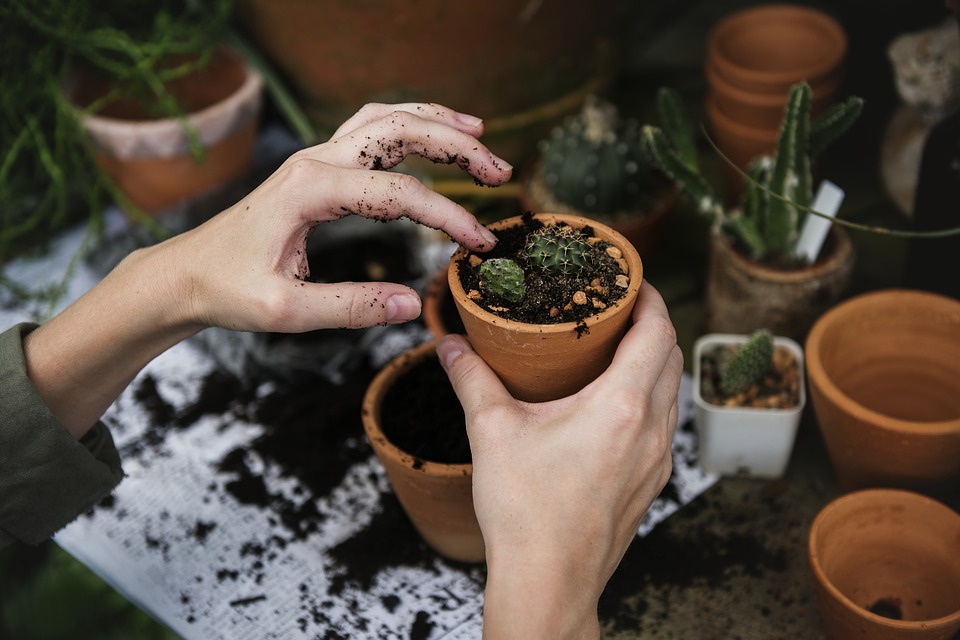 Il giardino interiore