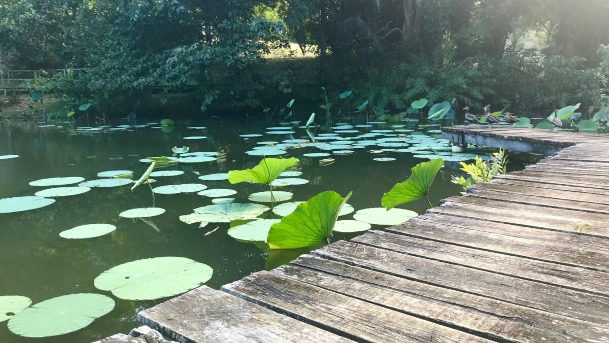 La Mindfulness non è una tecnica