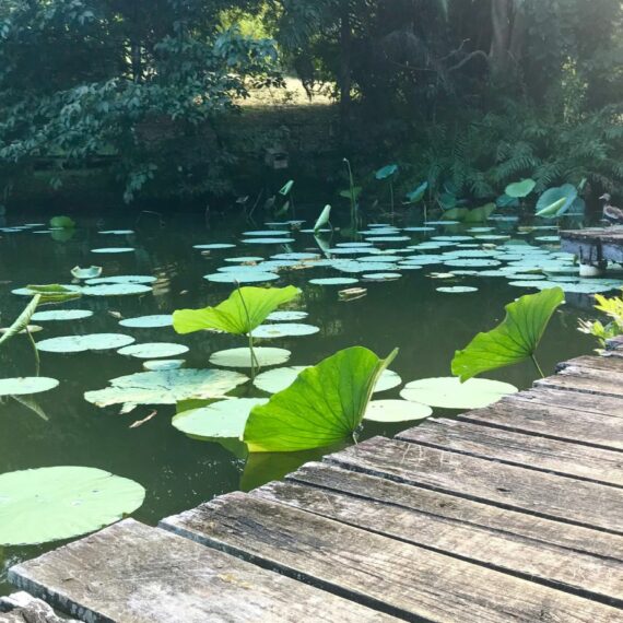 La Mindfulness non è una tecnica
